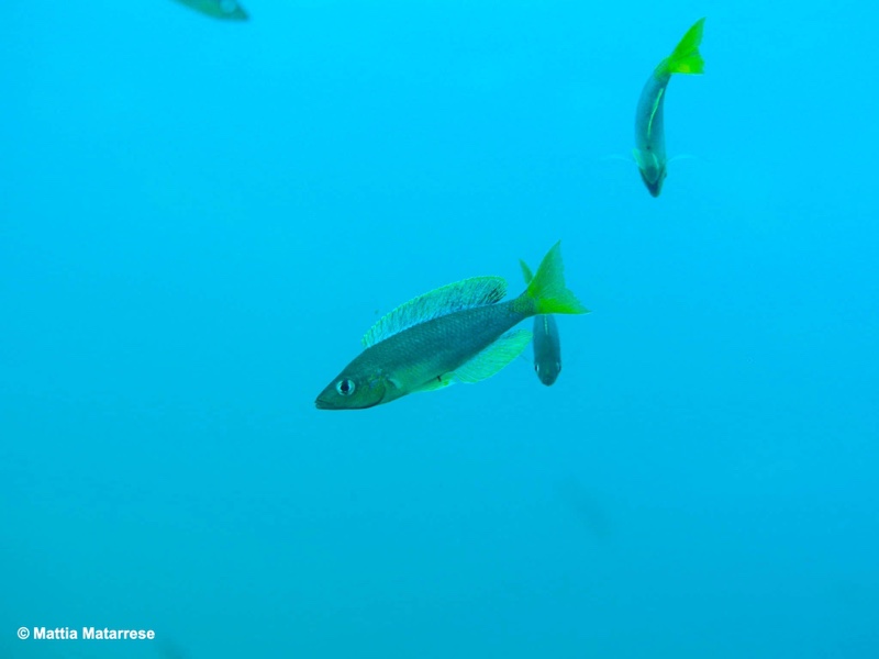 Cyprichromis sp. 'dwarf jumbo' Cape Bangwe
